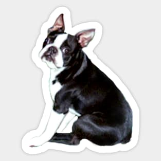 A Boston Terrier - Just the Dog Sticker